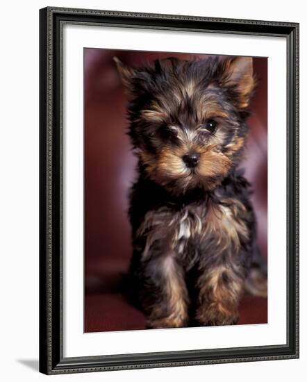 Yorkshire Terrier Puppy Portrait-Adriano Bacchella-Framed Photographic Print