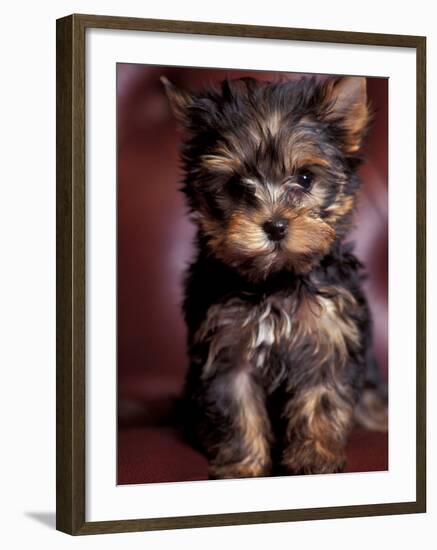 Yorkshire Terrier Puppy Portrait-Adriano Bacchella-Framed Photographic Print