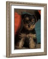 Yorkshire Terrier Puppy Portrait-Adriano Bacchella-Framed Photographic Print