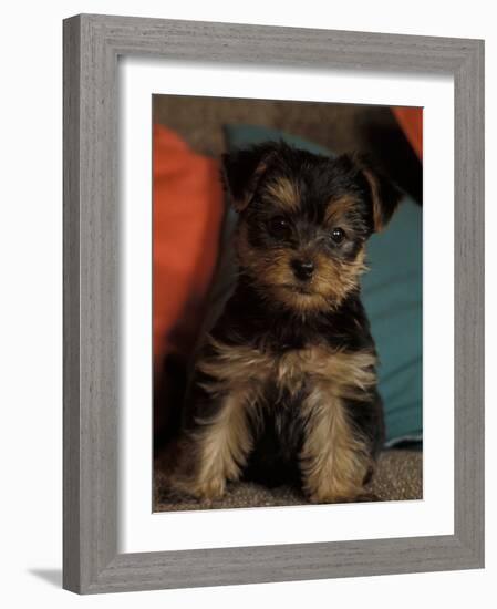 Yorkshire Terrier Puppy Portrait-Adriano Bacchella-Framed Photographic Print