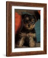 Yorkshire Terrier Puppy Portrait-Adriano Bacchella-Framed Photographic Print