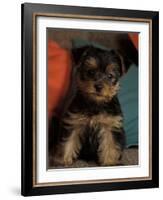 Yorkshire Terrier Puppy Portrait-Adriano Bacchella-Framed Photographic Print
