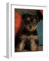 Yorkshire Terrier Puppy Portrait-Adriano Bacchella-Framed Photographic Print