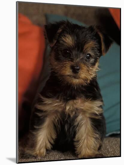 Yorkshire Terrier Puppy Portrait-Adriano Bacchella-Mounted Photographic Print