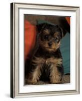 Yorkshire Terrier Puppy Portrait-Adriano Bacchella-Framed Photographic Print
