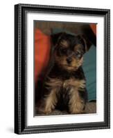 Yorkshire Terrier Puppy Portrait-Adriano Bacchella-Framed Photographic Print