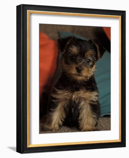 Yorkshire Terrier Puppy Portrait-Adriano Bacchella-Framed Photographic Print