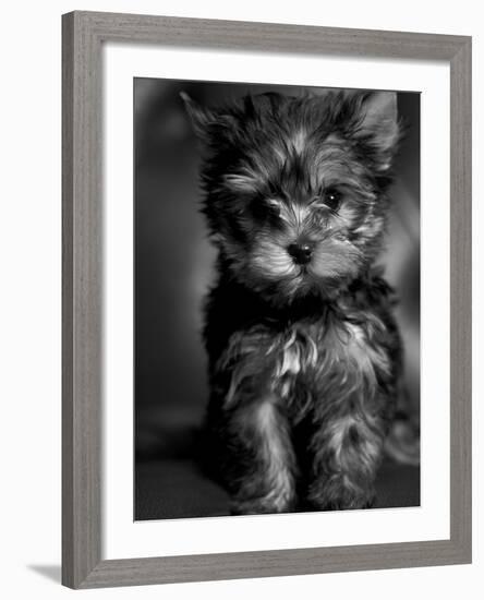 Yorkshire Terrier Puppy Portrait-Adriano Bacchella-Framed Photographic Print