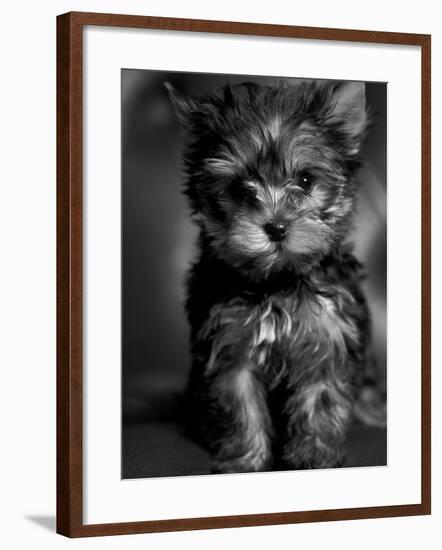 Yorkshire Terrier Puppy Portrait-Adriano Bacchella-Framed Photographic Print