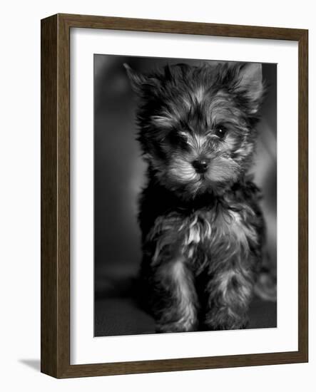 Yorkshire Terrier Puppy Portrait-Adriano Bacchella-Framed Photographic Print