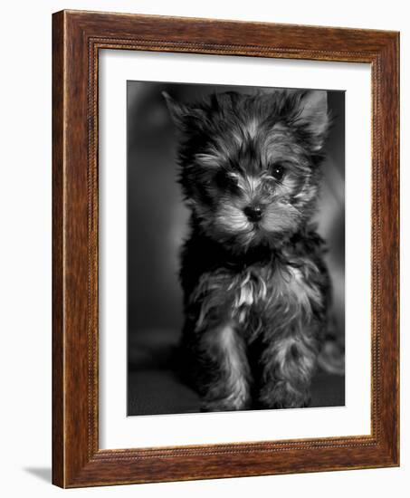 Yorkshire Terrier Puppy Portrait-Adriano Bacchella-Framed Photographic Print