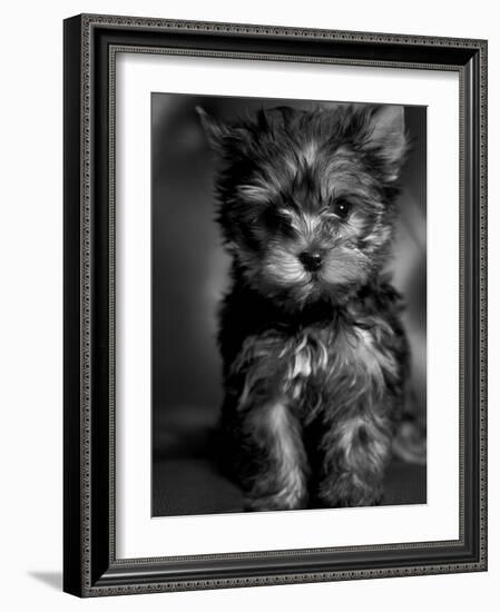 Yorkshire Terrier Puppy Portrait-Adriano Bacchella-Framed Photographic Print