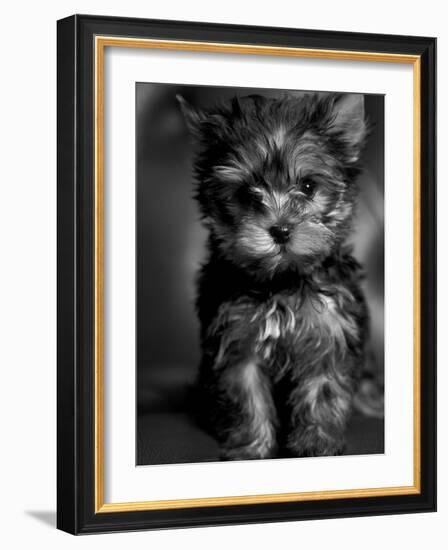 Yorkshire Terrier Puppy Portrait-Adriano Bacchella-Framed Photographic Print