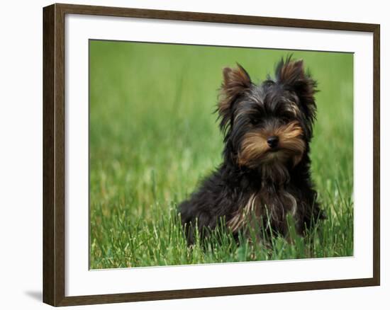 Yorkshire Terrier Puppy Sitting in Grass-Adriano Bacchella-Framed Photographic Print