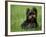 Yorkshire Terrier Puppy Sitting in Grass-Adriano Bacchella-Framed Photographic Print