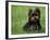 Yorkshire Terrier Puppy Sitting in Grass-Adriano Bacchella-Framed Photographic Print