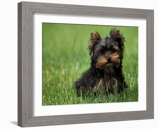 Yorkshire Terrier Puppy Sitting in Grass-Adriano Bacchella-Framed Photographic Print