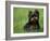 Yorkshire Terrier Puppy Sitting in Grass-Adriano Bacchella-Framed Photographic Print