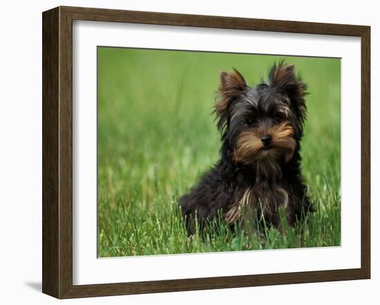 Yorkshire Terrier Puppy Sitting in Grass-Adriano Bacchella-Framed Photographic Print