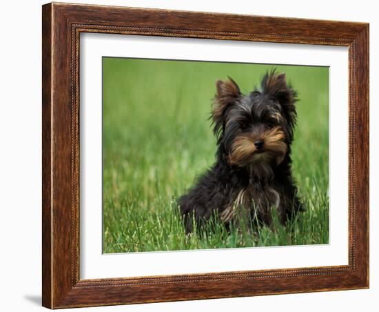 Yorkshire Terrier Puppy Sitting in Grass-Adriano Bacchella-Framed Photographic Print