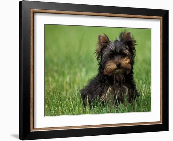 Yorkshire Terrier Puppy Sitting in Grass-Adriano Bacchella-Framed Photographic Print