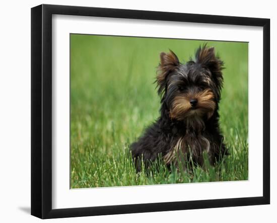 Yorkshire Terrier Puppy Sitting in Grass-Adriano Bacchella-Framed Photographic Print