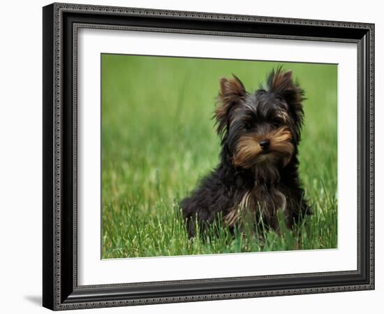 Yorkshire Terrier Puppy Sitting in Grass-Adriano Bacchella-Framed Photographic Print