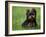 Yorkshire Terrier Puppy Sitting in Grass-Adriano Bacchella-Framed Photographic Print