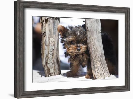 Yorkshire Terrier Puppy sitting-Zandria Muench Beraldo-Framed Photographic Print