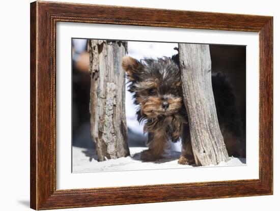 Yorkshire Terrier Puppy sitting-Zandria Muench Beraldo-Framed Photographic Print