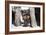 Yorkshire Terrier Puppy sitting-Zandria Muench Beraldo-Framed Photographic Print