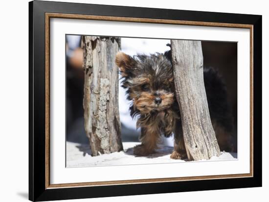 Yorkshire Terrier Puppy sitting-Zandria Muench Beraldo-Framed Photographic Print