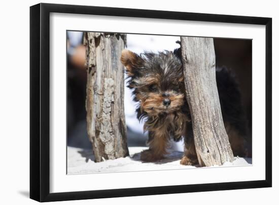 Yorkshire Terrier Puppy sitting-Zandria Muench Beraldo-Framed Photographic Print