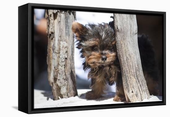 Yorkshire Terrier Puppy sitting-Zandria Muench Beraldo-Framed Premier Image Canvas