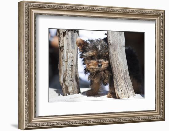 Yorkshire Terrier Puppy sitting-Zandria Muench Beraldo-Framed Photographic Print