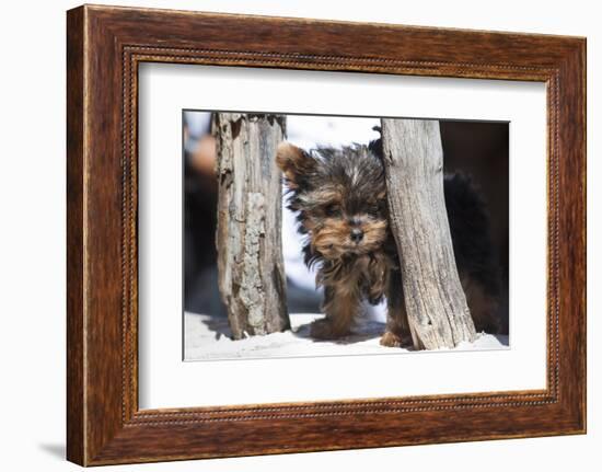 Yorkshire Terrier Puppy sitting-Zandria Muench Beraldo-Framed Photographic Print