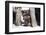 Yorkshire Terrier Puppy sitting-Zandria Muench Beraldo-Framed Photographic Print