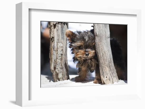 Yorkshire Terrier Puppy sitting-Zandria Muench Beraldo-Framed Photographic Print