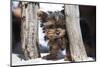 Yorkshire Terrier Puppy sitting-Zandria Muench Beraldo-Mounted Photographic Print