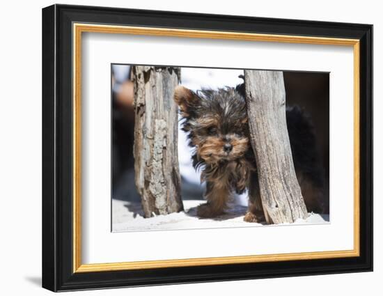 Yorkshire Terrier Puppy sitting-Zandria Muench Beraldo-Framed Photographic Print