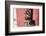 Yorkshire Terrier Puppy sitting-Zandria Muench Beraldo-Framed Photographic Print