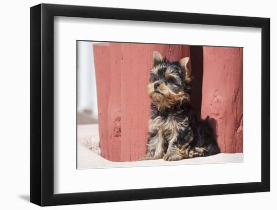 Yorkshire Terrier Puppy sitting-Zandria Muench Beraldo-Framed Photographic Print