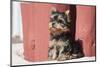 Yorkshire Terrier Puppy sitting-Zandria Muench Beraldo-Mounted Photographic Print