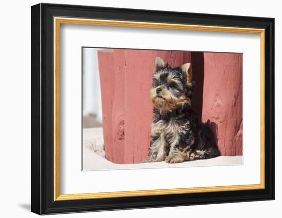 Yorkshire Terrier Puppy sitting-Zandria Muench Beraldo-Framed Photographic Print