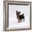 Yorkshire Terrier Puppy Standing Up-Jane Burton-Framed Photographic Print