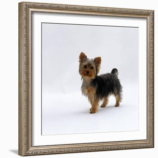 Yorkshire Terrier Puppy Standing Up-Jane Burton-Framed Photographic Print