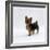 Yorkshire Terrier Puppy Standing Up-Jane Burton-Framed Photographic Print