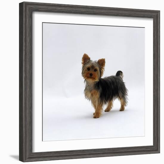 Yorkshire Terrier Puppy Standing Up-Jane Burton-Framed Photographic Print