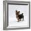 Yorkshire Terrier Puppy Standing Up-Jane Burton-Framed Photographic Print