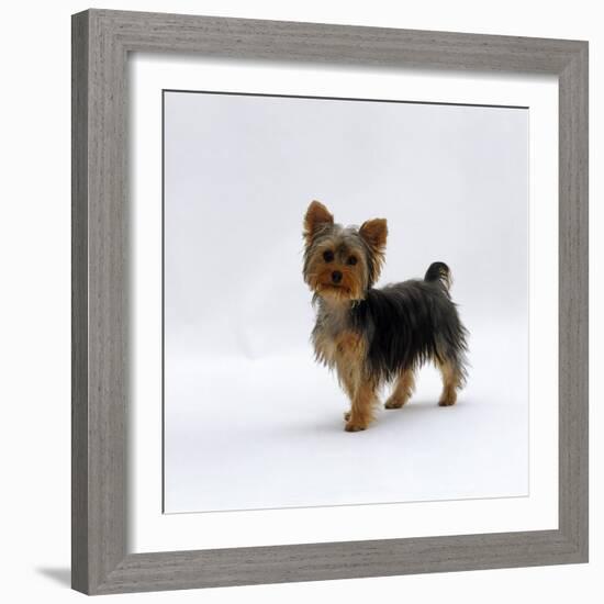 Yorkshire Terrier Puppy Standing Up-Jane Burton-Framed Photographic Print